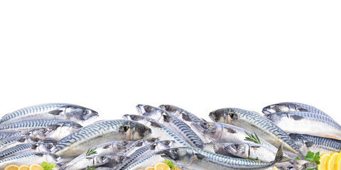 Fresh fish mackerel isolated