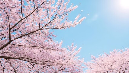 Close-up of a Blooming Cherry Blossom Tree Branches with Soft Pink Petals Against a Bright Blue Sky
