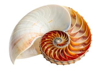 Nautilus shell cross section revealing spiral chambers and natural form, perfect for science or natural history presentations and displays