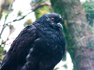 Black pigeon with red eye posing on tree branch