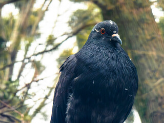Black pigeon with red eye outdoors