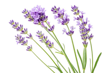 Naklejka premium Fragrant purple lavender flower sprigs symbolizing aromatherapy, natural wellness, and organic herb cultivation perfect for beauty product promotions and spa marketing
