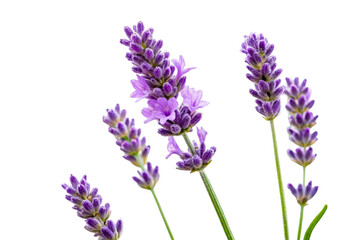 Naklejka premium Close up of vibrant purple lavender flowers in bloom on a white background, perfect for spa, wellness, or natural product marketing visuals.