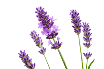 Close up of vibrant purple lavender flowers in bloom on a white background, perfect for spa, wellness, or natural product marketing visuals.