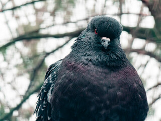Dark pigeon bird portrait with red eye