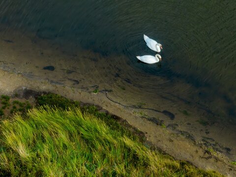 Aerial view of two elegant swans glide serenely on the dark water near the shoreline, framed by vibrant green grass, Eastbourne, England, United Kingdom.
