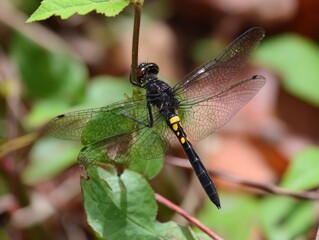 Close-up of Black Dragonfly Perched on Green Leaf in Nature.