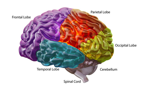 Human brain with color-coded lobes and labels: frontal, parietal, temporal, occipital, plus cerebellum and spinal cord. PNG for euroscience education, publications, medical slides, anatomy textbooks