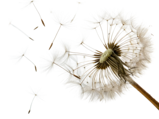 Dandelion seeds dispersing in the wind, symbolizing new beginnings and travel, perfect for themes of hope, nature, and change.