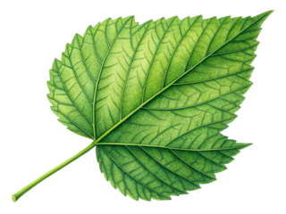 Detailed green leaf with prominent veins and serrated edges on a white background, perfect for natural science and organic themes
