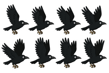 Obraz premium Eight sequential frames of a black crow or raven bird in flight motion