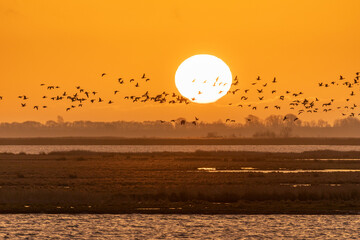Fliegende Nonnengänse zum Sonnenaufgang am Bodden vor Zingst. © Karl