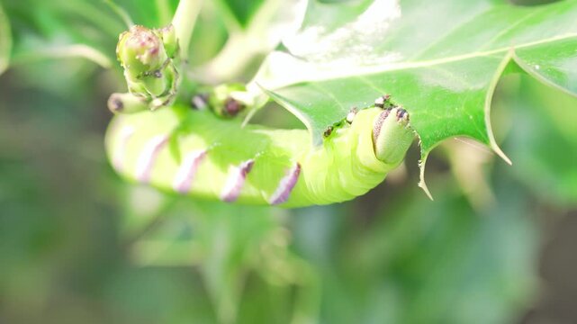 The Sphinx ligustri Caterpillar eating a leave, timelapse