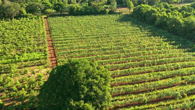 Drone descends over cultivated fields showing organized rows of corn and yerba mate crops in warm sunlight
