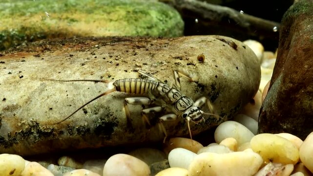 Stonefly nymph (Claassenia sabulosa) crawling along the stream bottom in slow motion, underwater macro close-up.