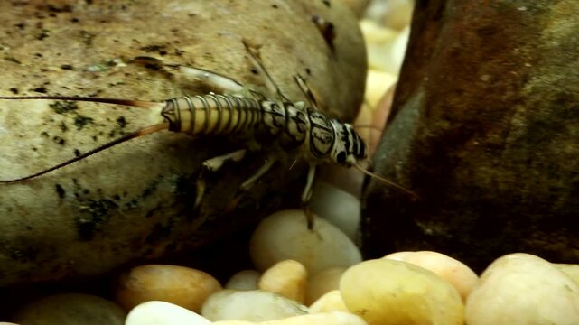 Stonefly nymph (Claassenia sabulosa) quickly crawling along the stream bottom, camera panning and following, macro close-up.