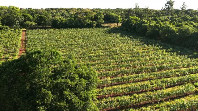 Aerial pass above mixed corn and yerba mate plantations revealing structured agricultural patterns