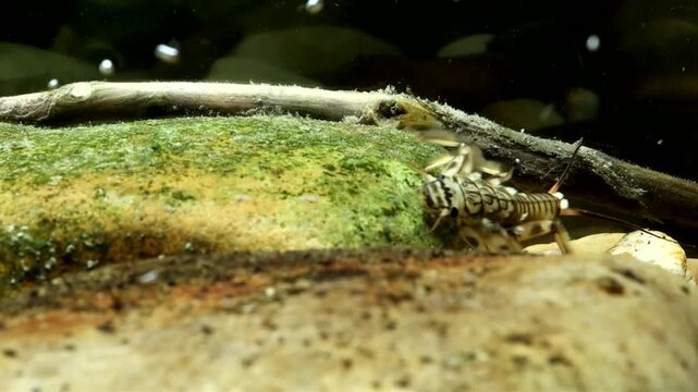 Stonefly nymph (Claassenia sabulosa) crawling along the stream bottom in slow motion, camera panning and following, underwater macro close-up.