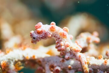 Pygmy Seahorse in the Lembeh Strait, Sulawesi, Indonesia