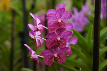 Obraz premium The pink Vanda orchid cluster on the plant looks beautiful and fresh in the garden.