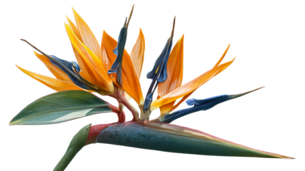 Exotic Bird of Paradise flower with vibrant orange and blue petals and green leaves, perfect for tropical floral themes and nature displays.