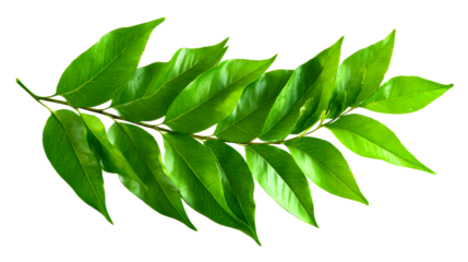 Fresh vibrant green leaves on a branch forming a natural botanical display perfect for health and wellness themes