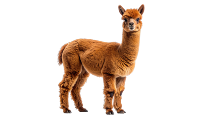A fluffy, brown, alpaca stands against a stark black background, looking ahead