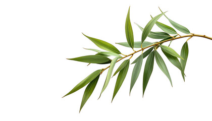 Fototapeta premium A graceful, isolated twig with long, green leaves against a stark, black backdrop