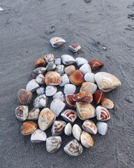 seashells on the beach
