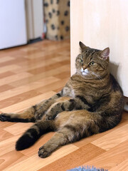 Cat sitting in a human pose on the floor. Vertical photo.