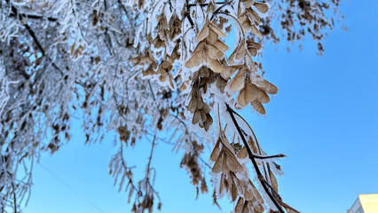 Dry Petals on a maple tree covered with snow and frost.