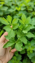Hand Holding Fresh Green Plant Leaves in Lush Garden Setting.