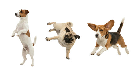 dynamic playful dog poses captured in a studio with isolated transparent background