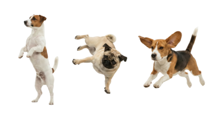 dynamic playful dog poses captured in a studio with isolated transparent background