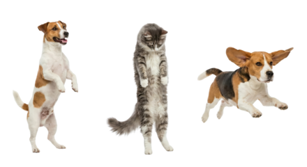 playful animals against a transparent background featuring a jumping dog a standing cat and a