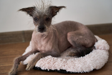 hairless dog reclining on plush bed, postgrooming calm with smooth skin and trimmed coat, spa aftercare atmosphere, gentle