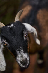 close-up black-faced goat with inquisitive eyes, textured fur and soft bokeh background, homestead setting
