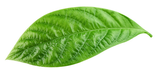 Leaf exotic isolated on transparent background. Tropical leaf PNG