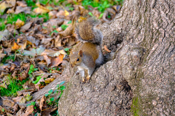 Obraz premium Autumn at Parco Sempione, Milan: a squirrel
