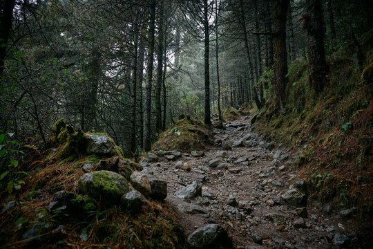 A rocky trail leads through a dense forest with tall trees and fog covering the ground. The path is uneven with stones scattered along the way