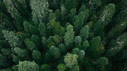 Aerial footage of beautiful high altitude forest mountain landscape
