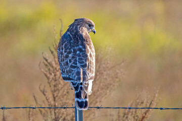Red Shouldered Hawk Perching on Metal Fence Pole