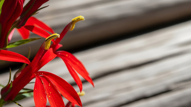 A vibrant cluster of red flowers with yellow anthers against a blurred wooden background