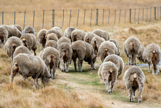 Sheep Pasture in Canterbury Region - New Zealand
