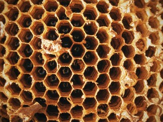 Detailed bee hive comb structure in warm sunlight