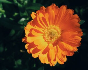 Vibrant floral closeup showing layered petals and natural geometry 