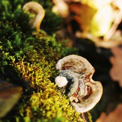 Concentric bracket fungus growing on a mossy fallen log