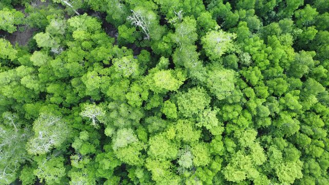 Aerial view of mangrove forest. Drone flying over mangrove trees with natural texture. Mangrove background. Mangrove forests thrive on the coast to maintain ecological balance.