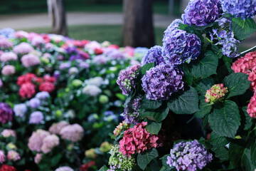 Vibrant, colorful hydrangea flower garden in full bloom. purple, pink, and blue blossom create serene natural background, expressing joyful beauty of spring