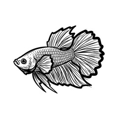 Fototapeta premium Betta fish illustration with detailed fins in black and white 